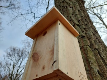 Koniec zimy to ostatni moment na czyszczenie i wieszanie nowych budek lęgowych dla ptaków. Przypominamy, jak ważne jest czyszczenie budek co roku, 